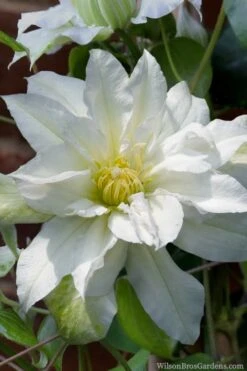 Arctic Queen Clematis - 1 Gallon Pot -Flora Bloom Shop clematis arctic queen 8