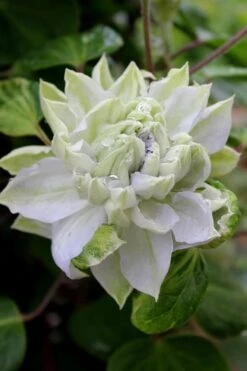 Arctic Queen Clematis - 1 Gallon Pot -Flora Bloom Shop clematis arctic queen 9