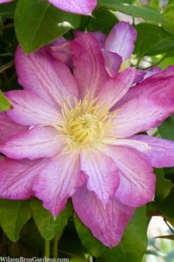 Asao Clematis - 1 Gallon Pot -Flora Bloom Shop clematis asao 10