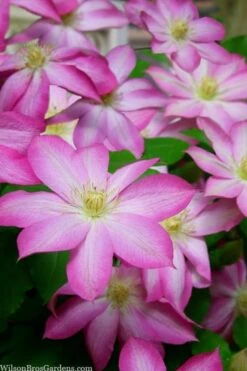 Asao Clematis - 1 Gallon Pot -Flora Bloom Shop clematis asao 15