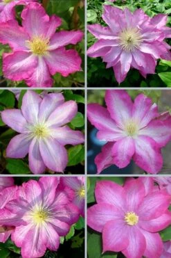 Asao Clematis - 1 Gallon Pot -Flora Bloom Shop clematis asao 18