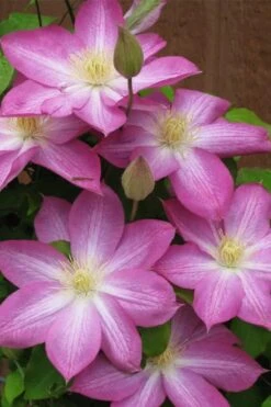 Asao Clematis - 1 Gallon Pot -Flora Bloom Shop clematis asao 7