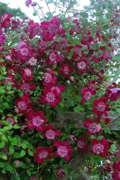 Avant-Garde Clematis - 1 Gallon Pot 10 Avant-Garde Clematis - 1 Gallon Pot -Flora Bloom Shop clematis avant garde 11