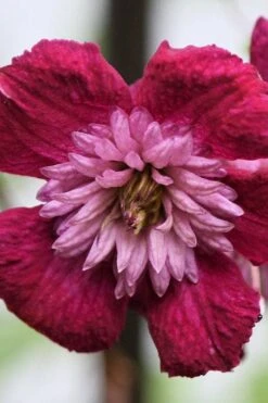 Avant-Garde Clematis - 1 Gallon Pot 11 Avant-Garde Clematis - 1 Gallon Pot -Flora Bloom Shop clematis avant garde 4