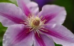 Bees Jubilee Clematis - 1 Gallon Pot -Flora Bloom Shop clematis bees jubilee 10