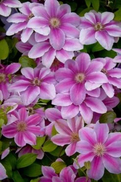 Bees Jubilee Clematis - 1 Gallon Pot -Flora Bloom Shop clematis bees jubilee 13