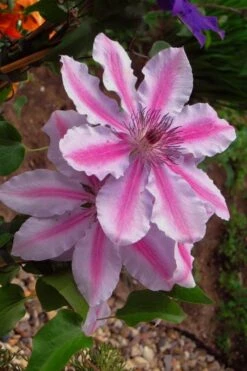 Bees Jubilee Clematis - 1 Gallon Pot -Flora Bloom Shop clematis bees jubilee 5