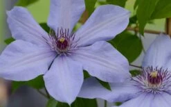 Bernadine Clematis - 1 Gallon Pot -Flora Bloom Shop clematis bernadine 1