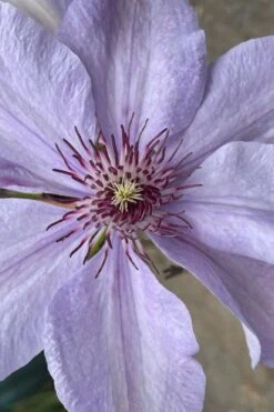 Bernadine Clematis - 1 Gallon Pot -Flora Bloom Shop clematis bernadine 8