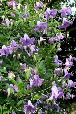 Betty Corning Clematis - 1 Gallon Pot -Flora Bloom Shop clematis betty corning 2