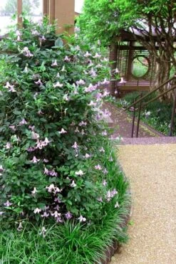 Betty Corning Clematis - 1 Gallon Pot -Flora Bloom Shop clematis betty corning 6