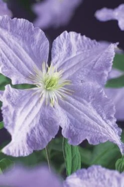 Blue Angel Clematis - 1 Gallon Pot -Flora Bloom Shop clematis blue angel 2