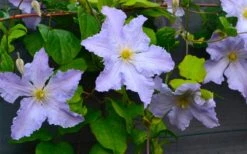 Blue Angel Clematis - 1 Gallon Pot -Flora Bloom Shop clematis blue angel 5
