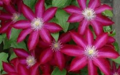 Bourbon Clematis - 1 Gallon Pot -Flora Bloom Shop clematis bourbon 4