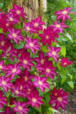 Bourbon Clematis - 1 Gallon Pot -Flora Bloom Shop clematis bourbon 5