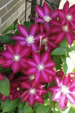 Bourbon Clematis - 1 Gallon Pot -Flora Bloom Shop clematis bourbon 8