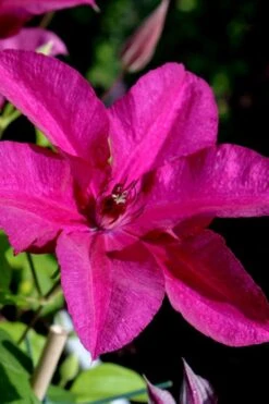 Cardinal Wyszynski Clematis - 1 Gallon Pot -Flora Bloom Shop clematis cardinal wyszynski 10