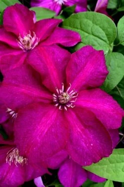Cardinal Wyszynski Clematis - 1 Gallon Pot -Flora Bloom Shop clematis cardinal wyszynski 11