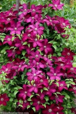 Cardinal Wyszynski Clematis - 1 Gallon Pot -Flora Bloom Shop clematis cardinal wyszynski 7