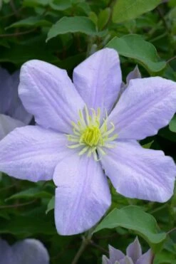 Chelsea Clematis - 1 Gallon Pot 10 Chelsea Clematis - 1 Gallon Pot -Flora Bloom Shop clematis chelsea 1