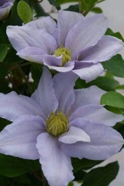 Chelsea Clematis - 1 Gallon Pot 11 Chelsea Clematis - 1 Gallon Pot -Flora Bloom Shop clematis chelsea 3