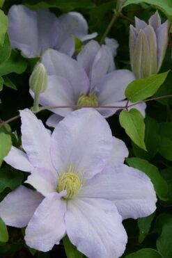 Chelsea Clematis - 1 Gallon Pot 9 Chelsea Clematis - 1 Gallon Pot -Flora Bloom Shop clematis chelsea 4