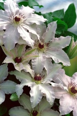 Clair De Lune Clematis - 1 Gallon Pot -Flora Bloom Shop clematis clair de june 2