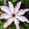Clair De Lune Clematis - 1 Gallon Pot