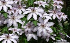 Clair De Lune Clematis - 1 Gallon Pot -Flora Bloom Shop clematis clair de june 4