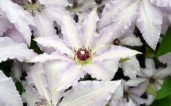 Clair De Lune Clematis - 1 Gallon Pot -Flora Bloom Shop clematis clair de june 6
