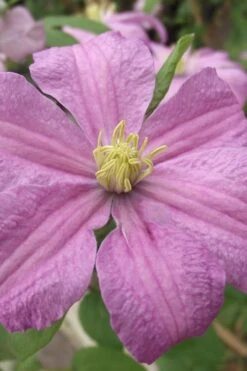 Comtesse De Bouchaud Clematis - 1 Gallon Pot -Flora Bloom Shop clematis comtesse de bouchaud 1