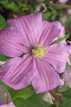 Comtesse De Bouchaud Clematis - 1 Gallon Pot -Flora Bloom Shop clematis comtesse de bouchaud 2