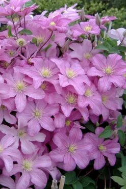 Comtesse De Bouchaud Clematis - 1 Gallon Pot -Flora Bloom Shop clematis comtesse de bouchaud 3