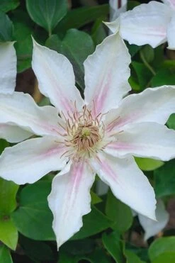Corinne Clematis - 1 Gallon Pot -Flora Bloom Shop clematis corinne 14