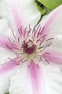 Corinne Clematis - 1 Gallon Pot -Flora Bloom Shop clematis corinne 15