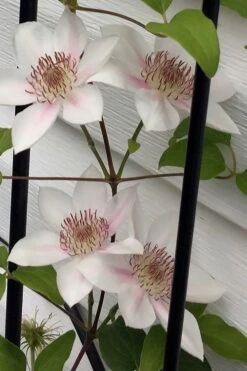 Corinne Clematis - 1 Gallon Pot -Flora Bloom Shop clematis corinne 17