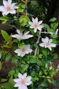 Corinne Clematis - 1 Gallon Pot -Flora Bloom Shop clematis corinne 18