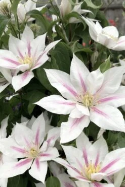 Corinne Clematis - 1 Gallon Pot -Flora Bloom Shop clematis corinne 2