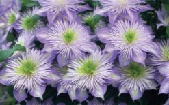 Crystal Fountain Clematis - 1 Gallon Pot -Flora Bloom Shop clematis crystal fountain 2