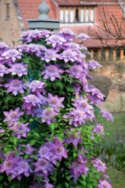 Crystal Fountain Clematis - 1 Gallon Pot -Flora Bloom Shop clematis crystal fountain 3