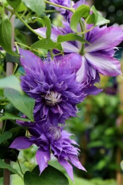 Diamantina Clematis - 1 Gallon Pot 8 Diamantina Clematis - 1 Gallon Pot -Flora Bloom Shop clematis diamantina 1