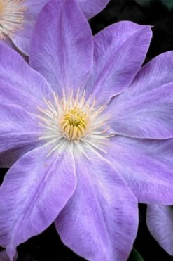 Diana's Delight Clematis - 1 Gallon Pot -Flora Bloom Shop clematis dianas delight 1