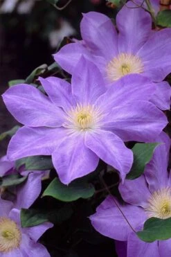 Diana's Delight Clematis - 1 Gallon Pot -Flora Bloom Shop clematis dianas delight 2
