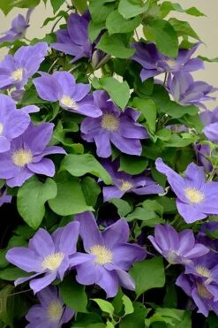 Diana's Delight Clematis - 1 Gallon Pot -Flora Bloom Shop clematis dianas delight 3