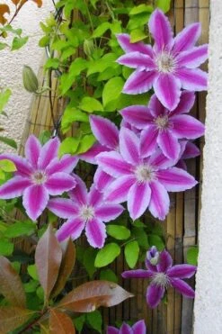 Dr. Ruppel Clematis - 1 Gallon Pot -Flora Bloom Shop clematis dr ruppel 11