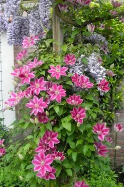 Dr. Ruppel Clematis - 1 Gallon Pot -Flora Bloom Shop clematis dr ruppel 12