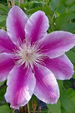 Dr. Ruppel Clematis - 1 Gallon Pot -Flora Bloom Shop clematis dr ruppel 2