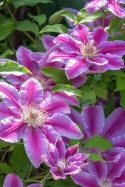 Dr. Ruppel Clematis - 1 Gallon Pot -Flora Bloom Shop clematis dr ruppel 4