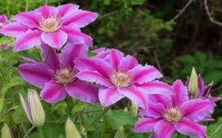 Dr. Ruppel Clematis - 1 Gallon Pot -Flora Bloom Shop clematis dr ruppel 8