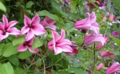 Duchess Of Albany Clematis - 1 Gallon Pot 15 Duchess Of Albany Clematis - 1 Gallon Pot -Flora Bloom Shop clematis duchess of albany 5